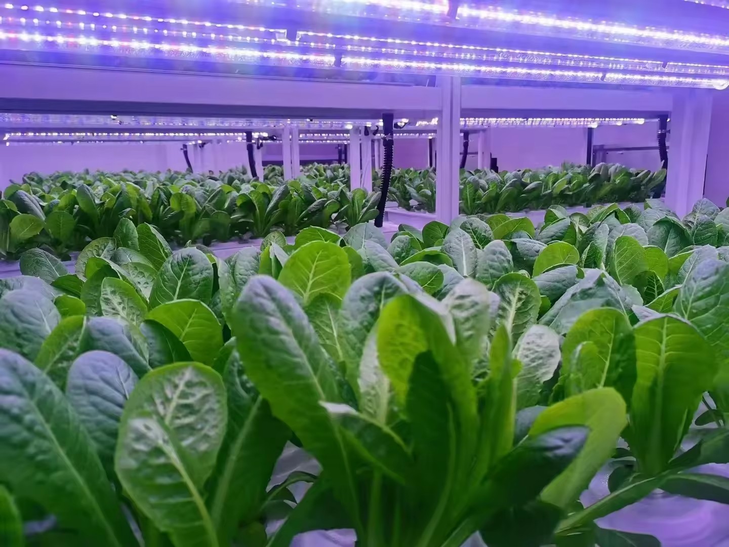 f Greenhouse Agricultural Equi - Farming Agriculture Equipment reseña y precio