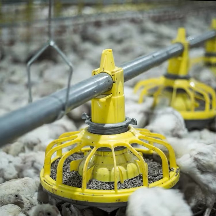Chicken and poultry agricultur - Farming Agriculture Equipment reseña y precio