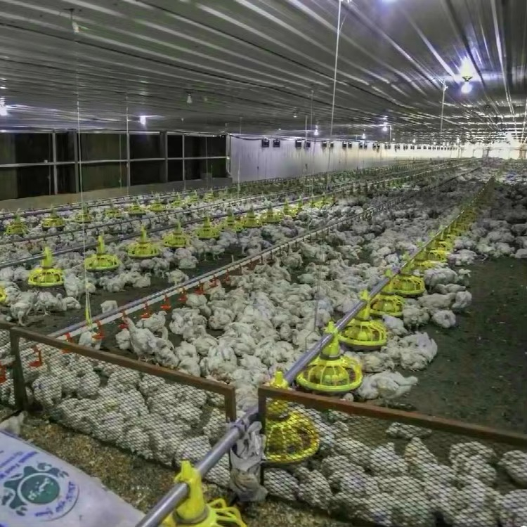 Chicken and poultry agricultur - Farming Agriculture Equipment reseña y precio