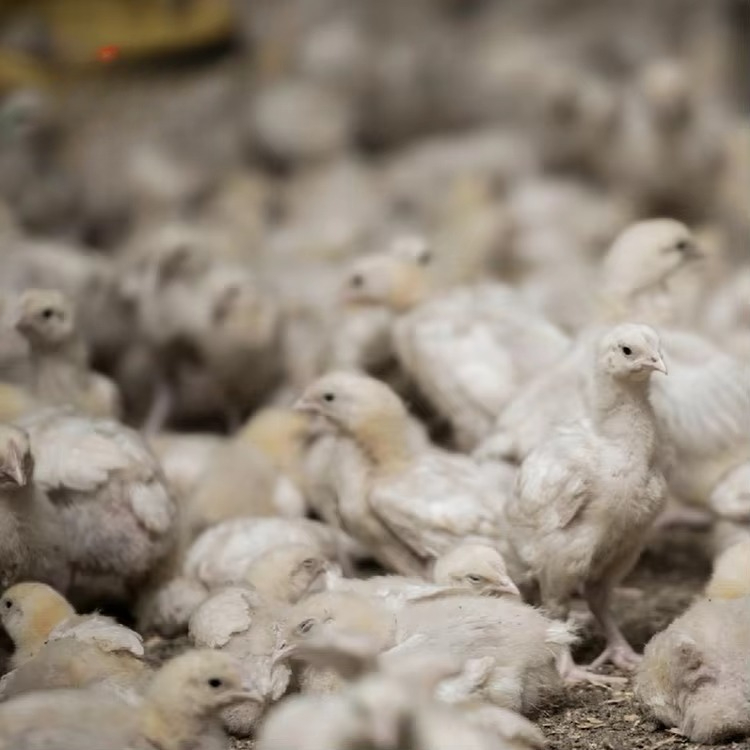 Chicken and poultry agricultur - Farming Agriculture Equipment reseña y precio